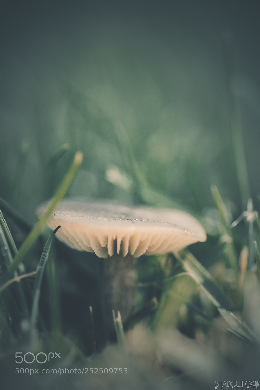Canon EOS 700D (EOS Rebel T5i / EOS Kiss X7i) sample photo. Fungi 2018-10 photography