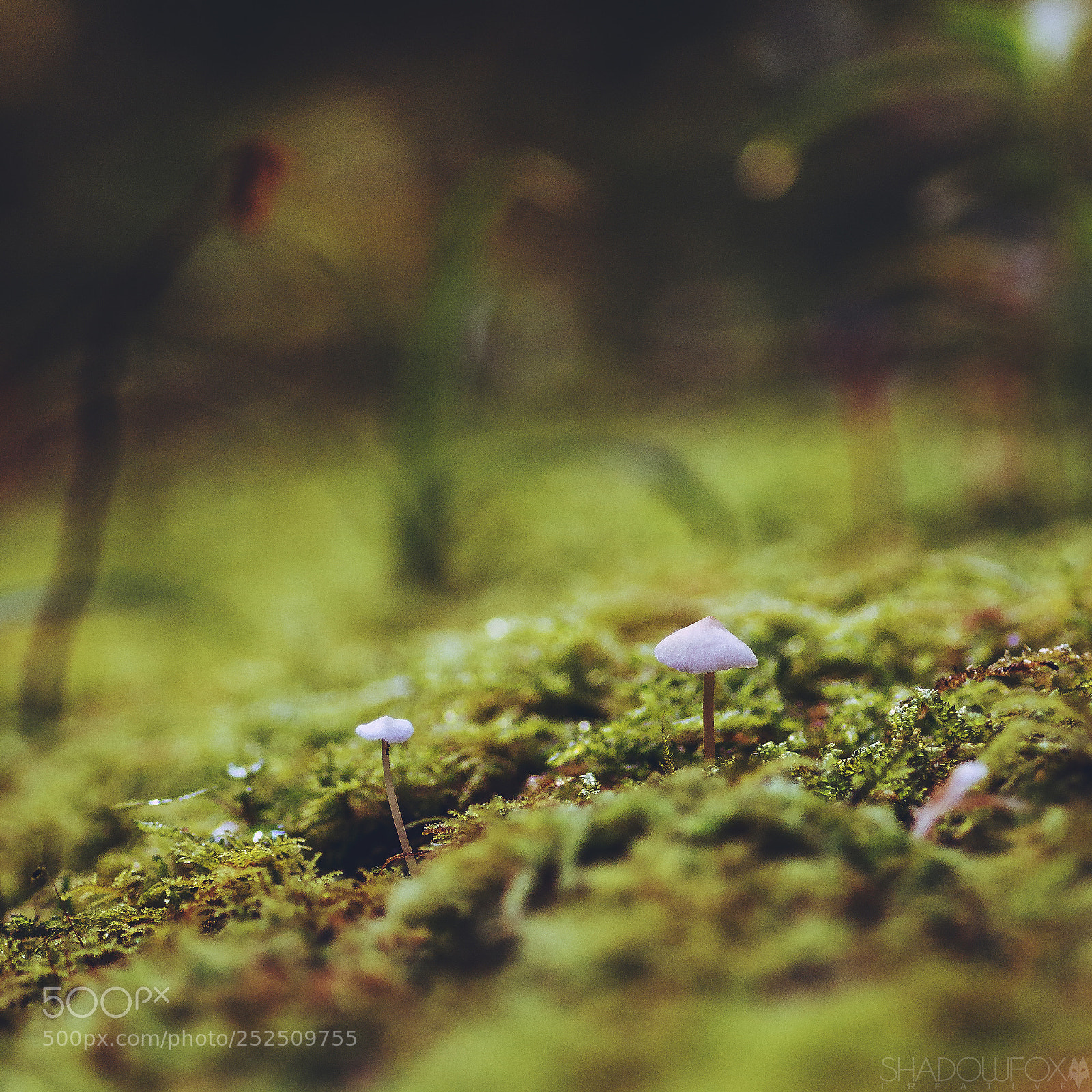 Canon EOS 700D (EOS Rebel T5i / EOS Kiss X7i) sample photo. Fungi 2018-9 photography