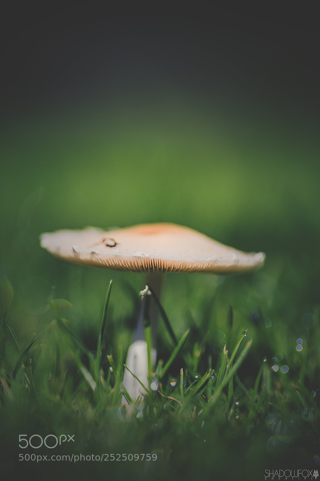 Canon EOS 700D (EOS Rebel T5i / EOS Kiss X7i) sample photo. Fungi 2018-11 photography