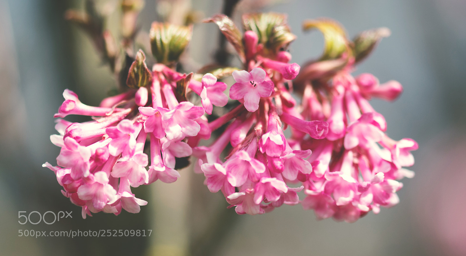 Nikon D500 sample photo. Flowers photography