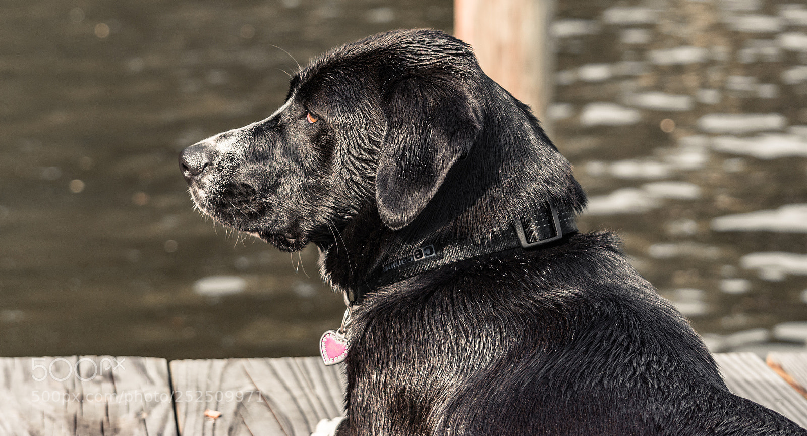 Nikon D7200 sample photo. Relaxation photography