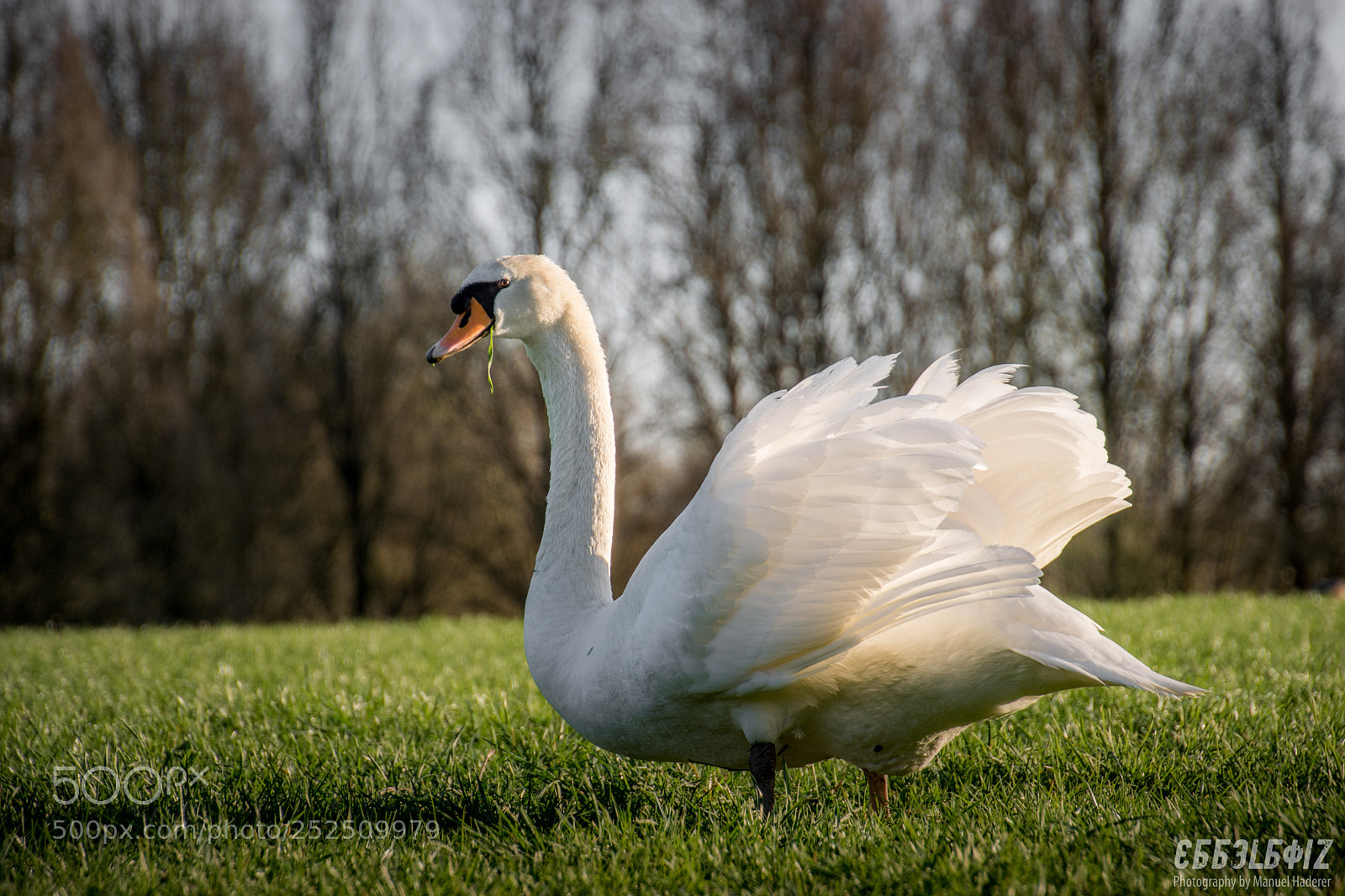 Sony ILCA-77M2 sample photo. Snacking swan photography