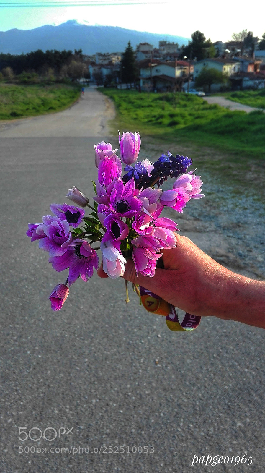 HUAWEI P8 Lite sample photo. Wild flowers photography