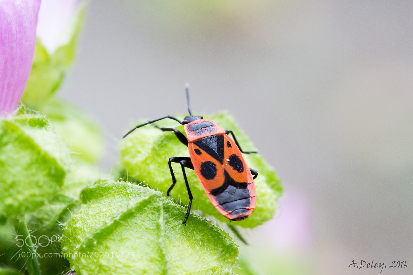 Canon EOS 700D (EOS Rebel T5i / EOS Kiss X7i) sample photo. Firebug photography