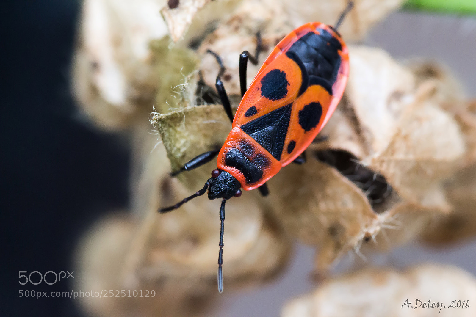 Canon EOS 700D (EOS Rebel T5i / EOS Kiss X7i) sample photo. Fire bug on malva photography