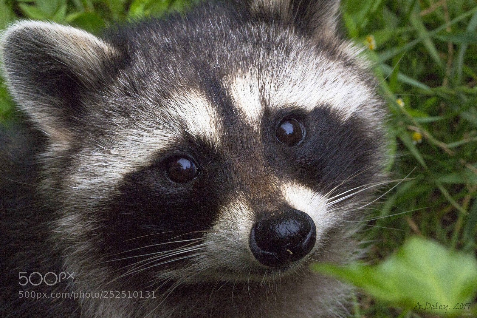 Canon EOS 700D (EOS Rebel T5i / EOS Kiss X7i) sample photo. Raccoon portret photography
