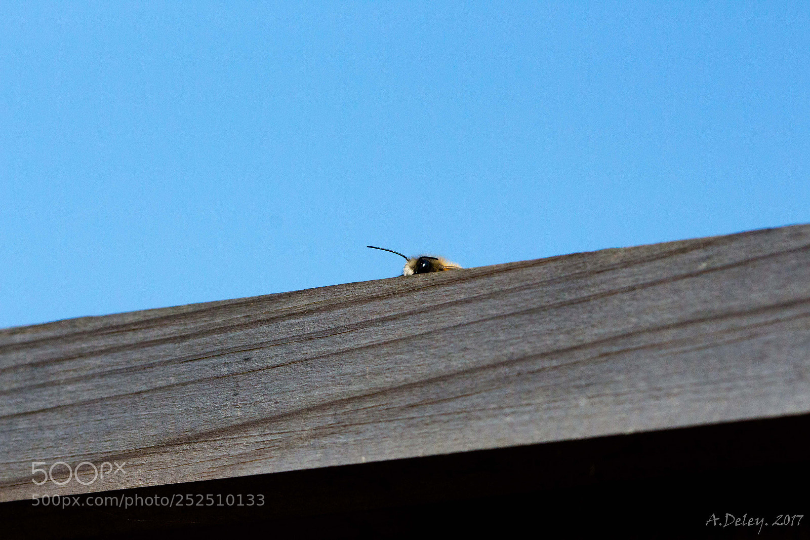 Canon EOS 700D (EOS Rebel T5i / EOS Kiss X7i) sample photo. Red mason bee photography