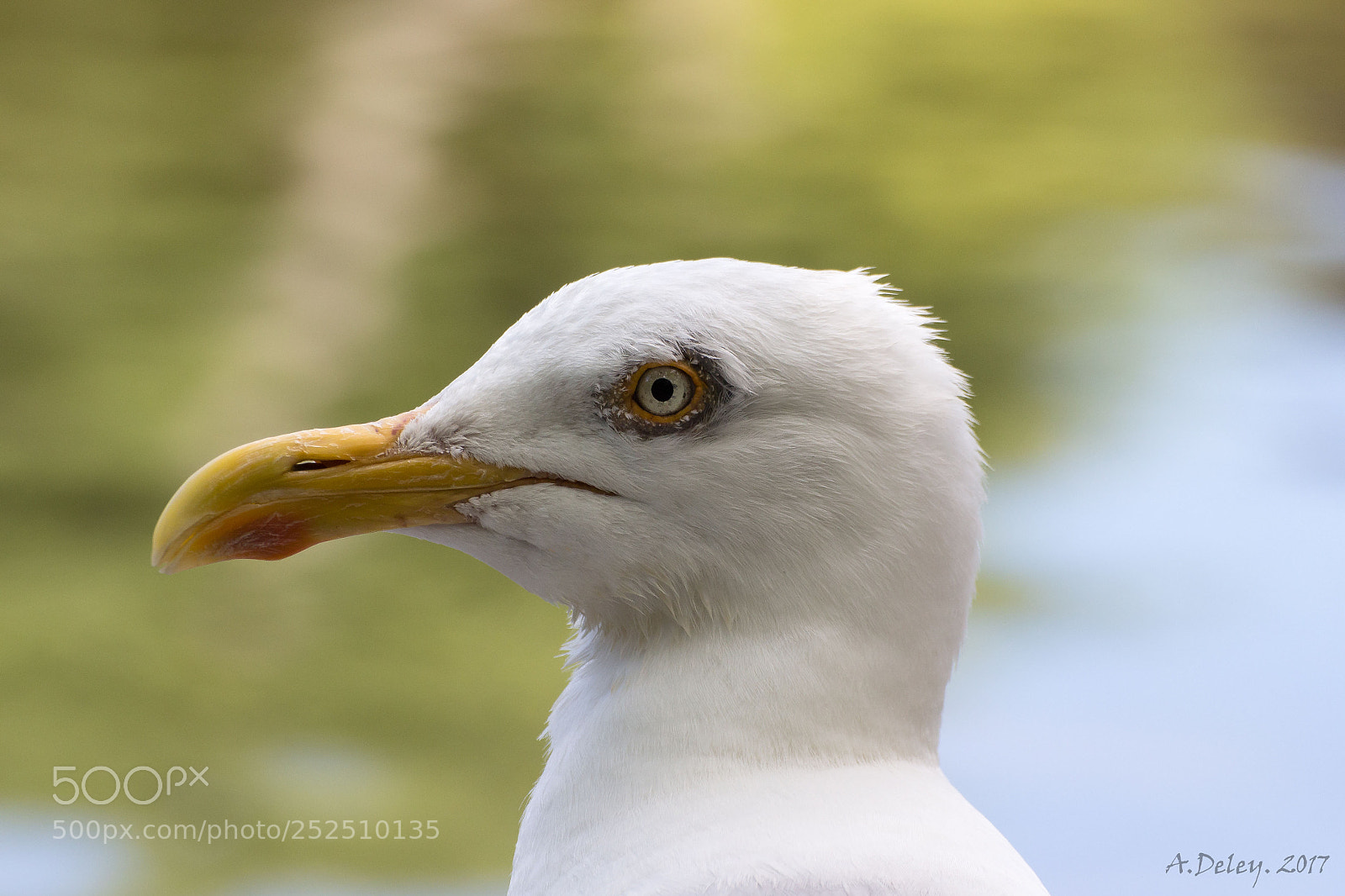 Canon EOS 700D (EOS Rebel T5i / EOS Kiss X7i) sample photo. European herring gull photography