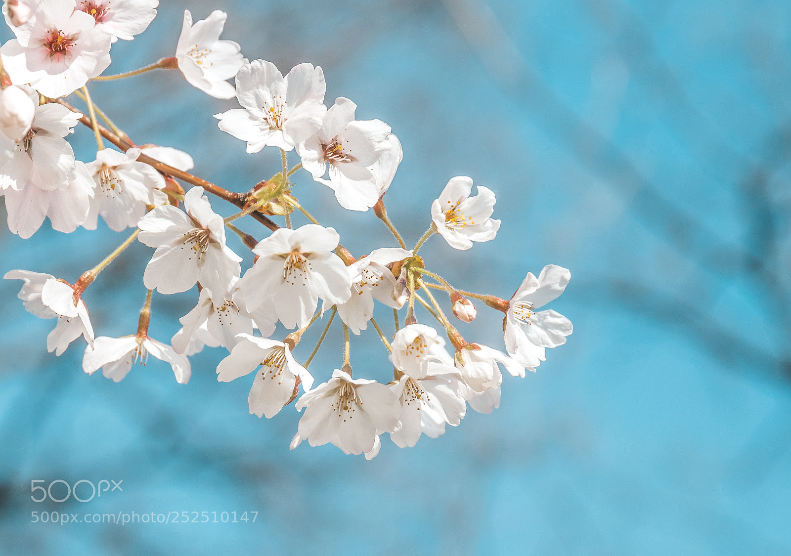 Canon EOS 760D (EOS Rebel T6s / EOS 8000D) sample photo. Весна photography