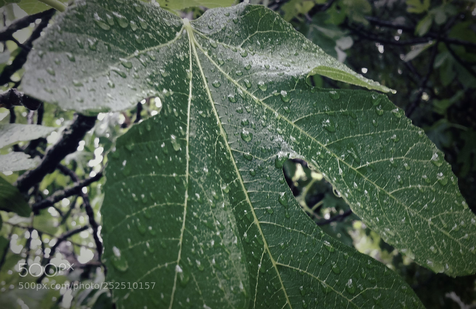 Samsung Galaxy Note4 sample photo. Watering the figs photography