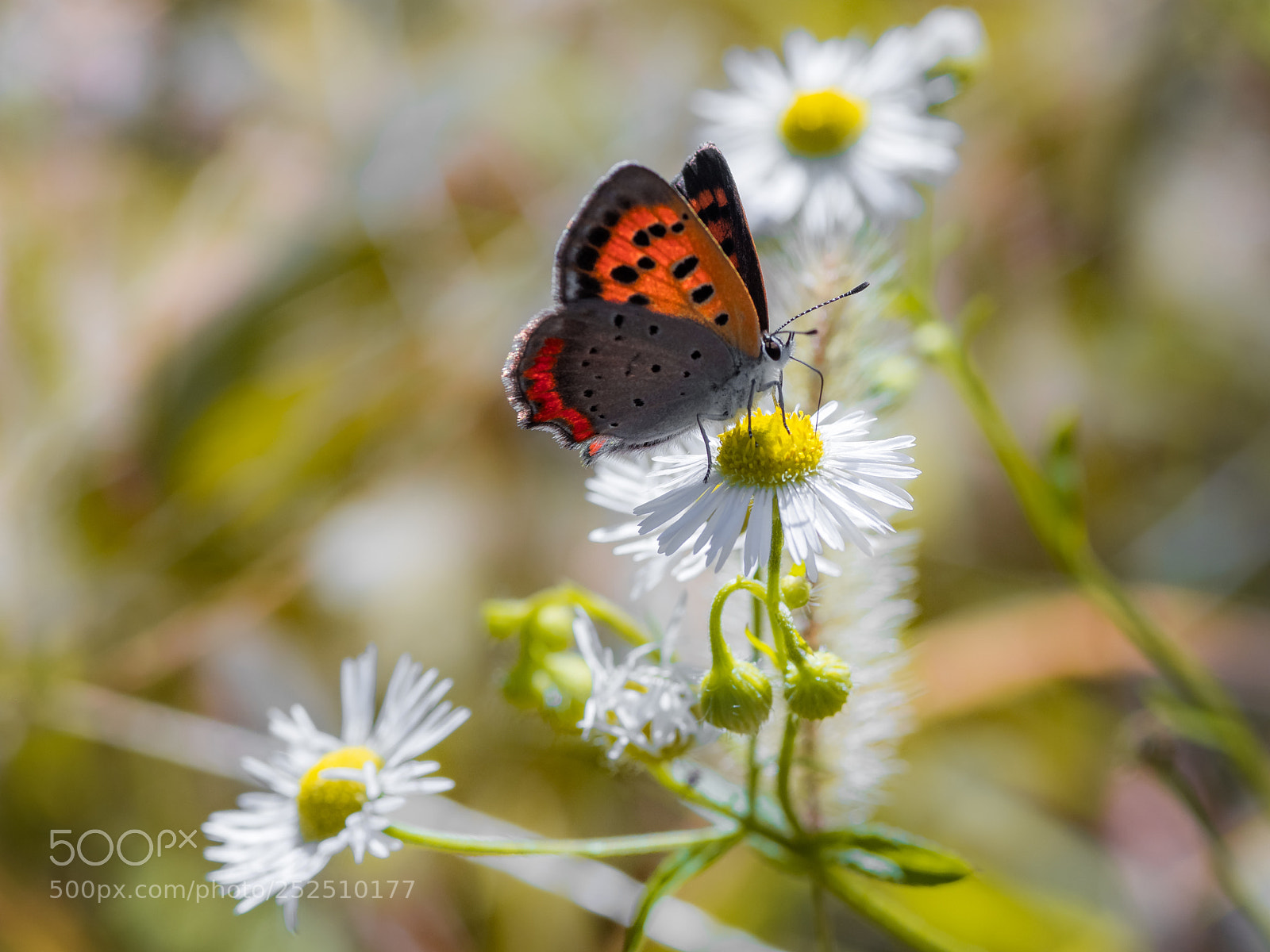 Pentax K-1 sample photo. Butterfly photography