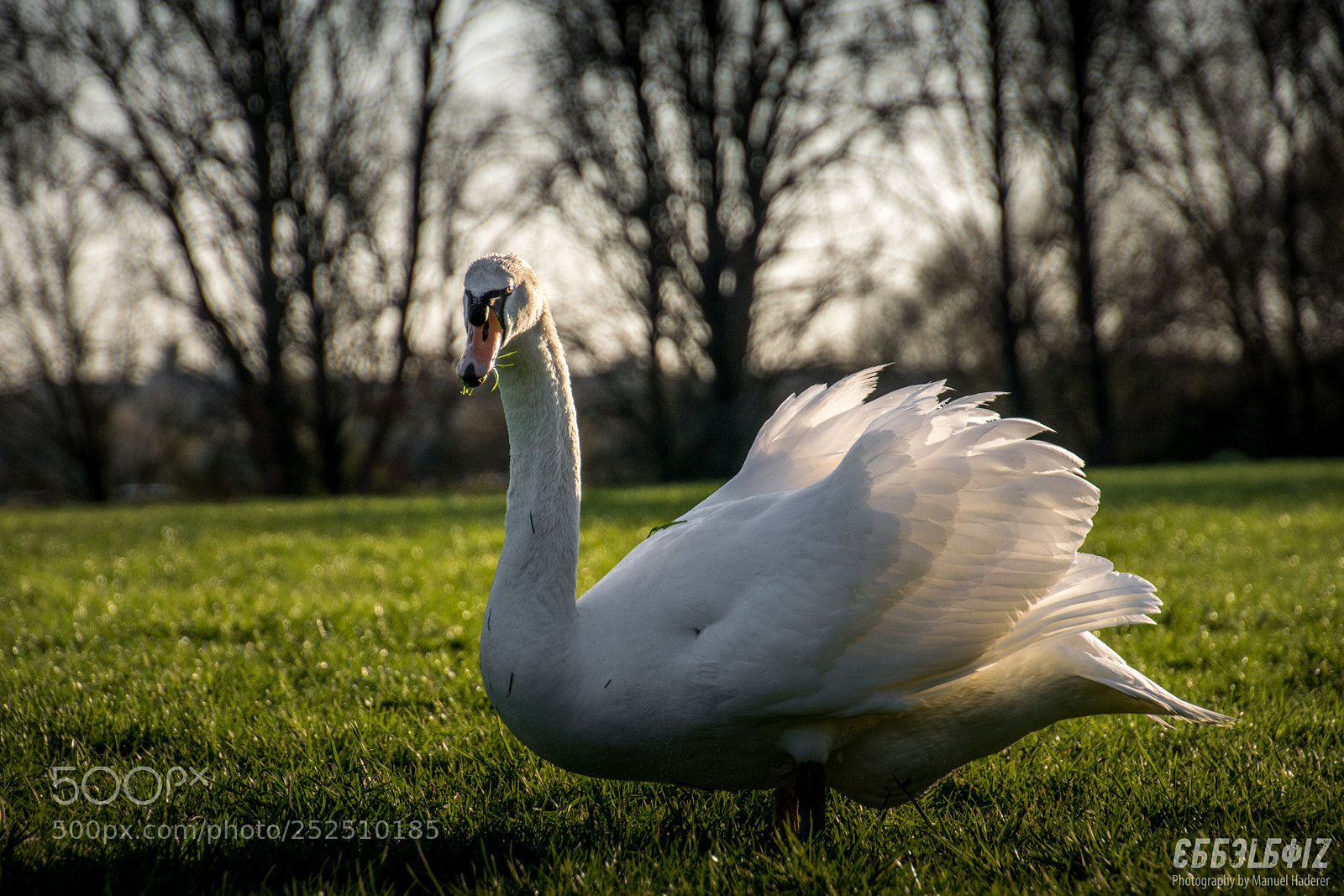 Sony ILCA-77M2 sample photo. Snacking swan ii photography