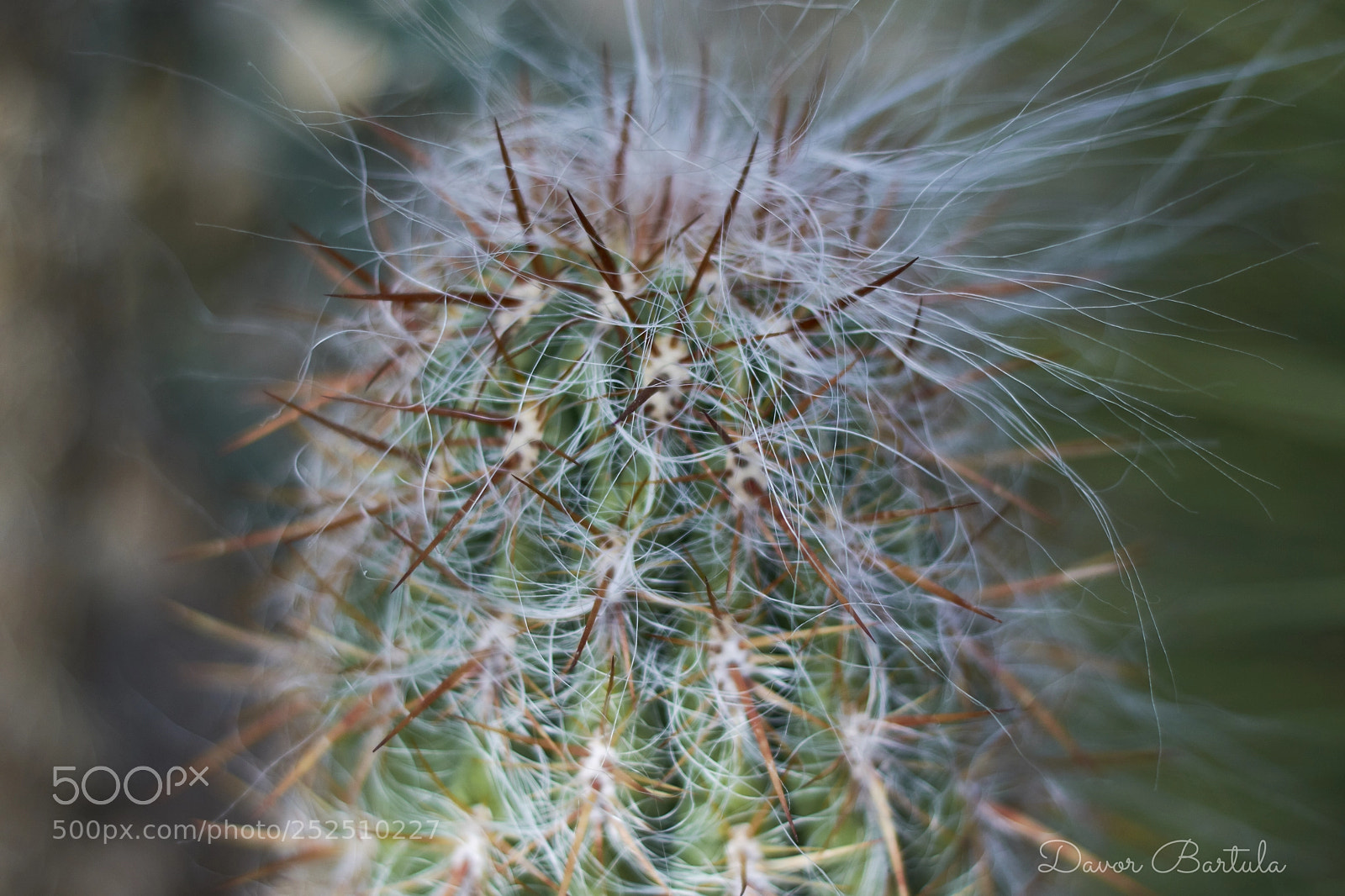 Nikon D7200 sample photo. Davor photography
