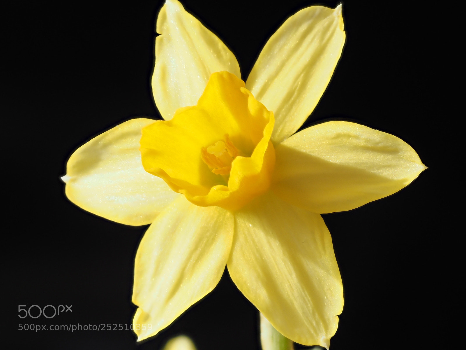 Olympus OM-D E-M1 Mark II sample photo. Daffodil photography
