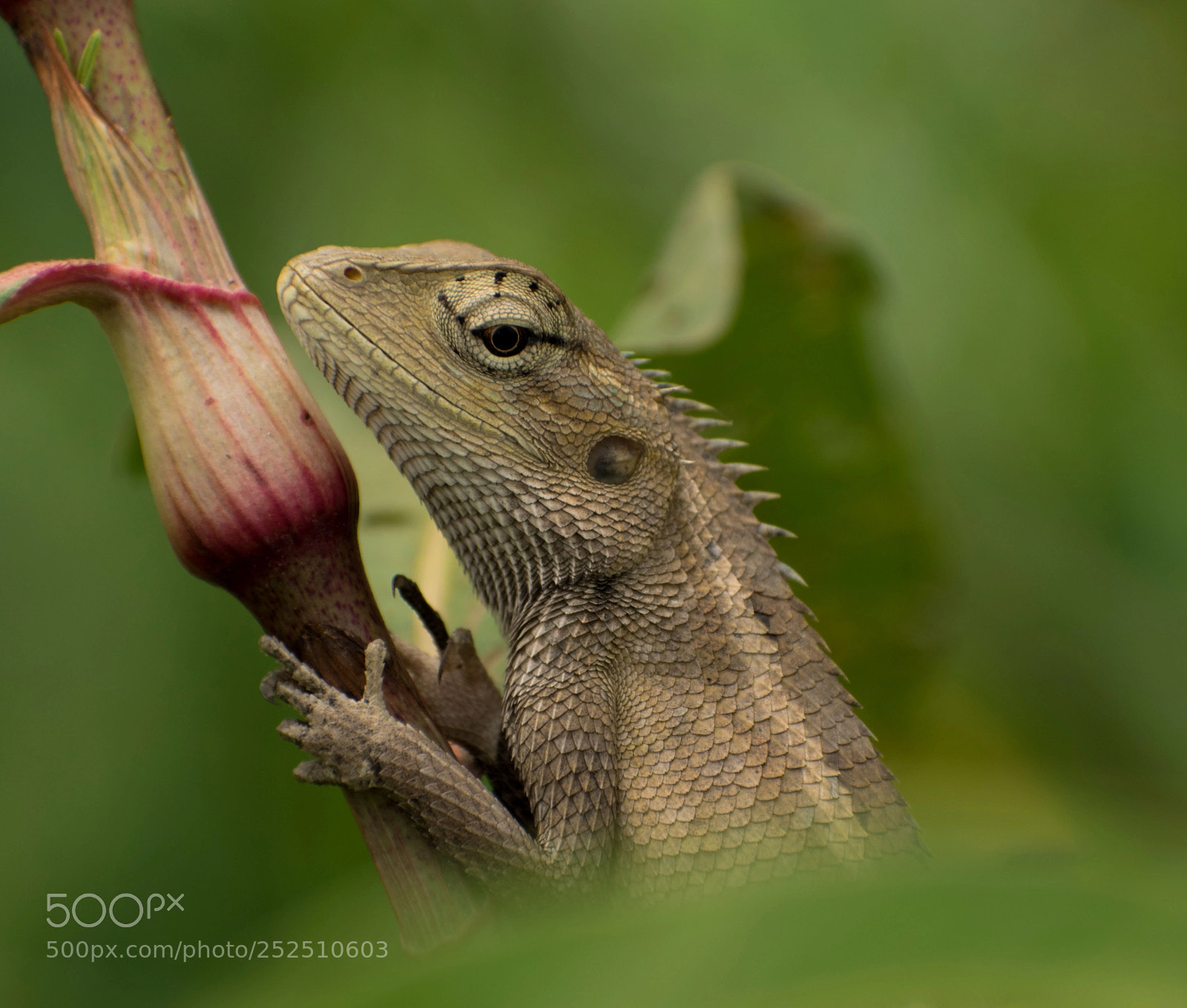 Nikon D5500 sample photo. Oriental garden lizard photography