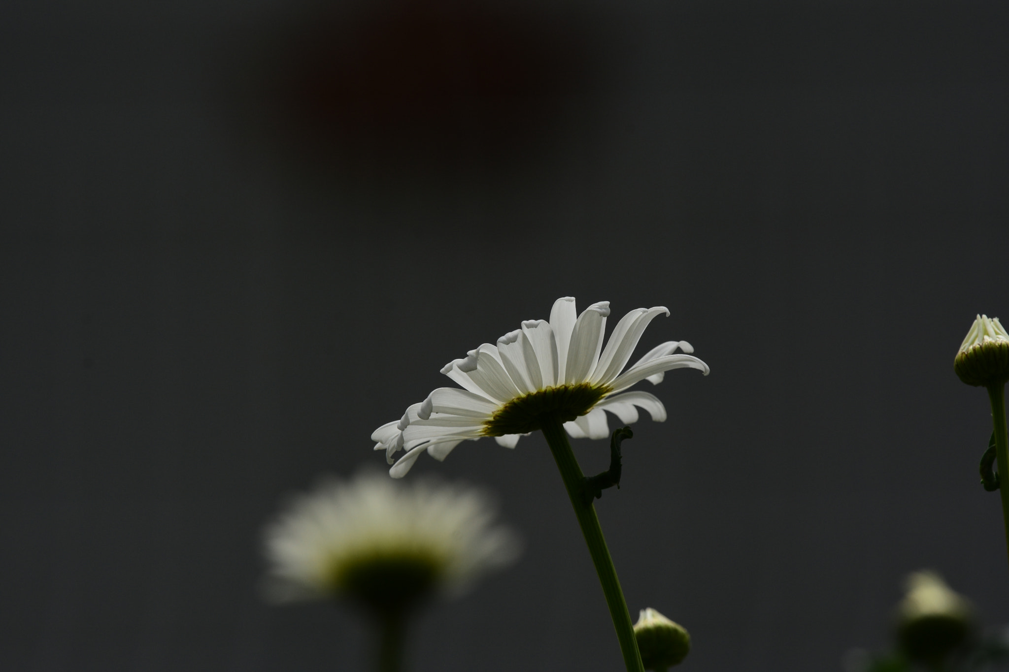Nikon Nikkor AF-S 300mm F4E PF ED VR sample photo