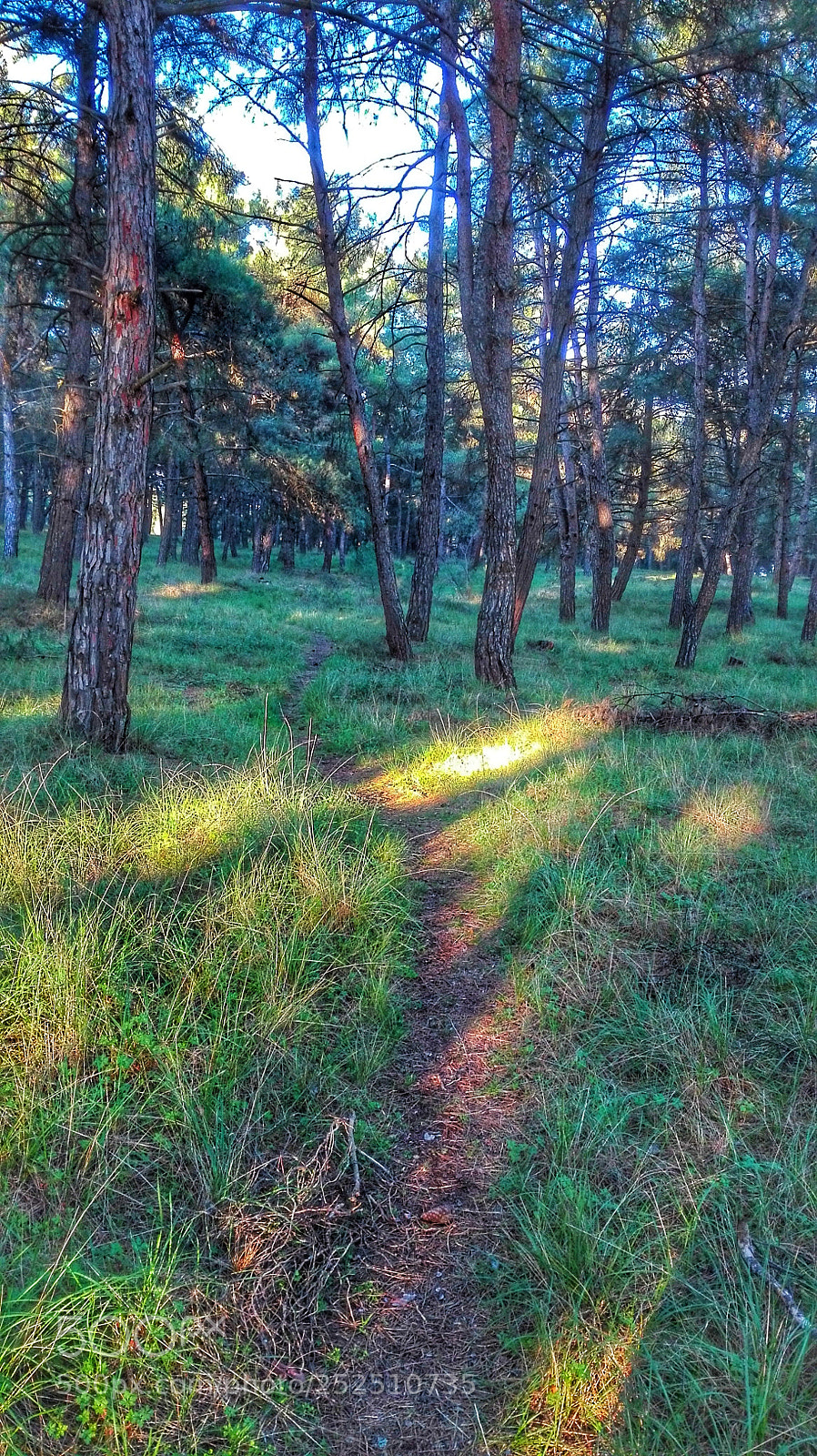 HUAWEI P8 Lite sample photo. Path for mountain runners photography