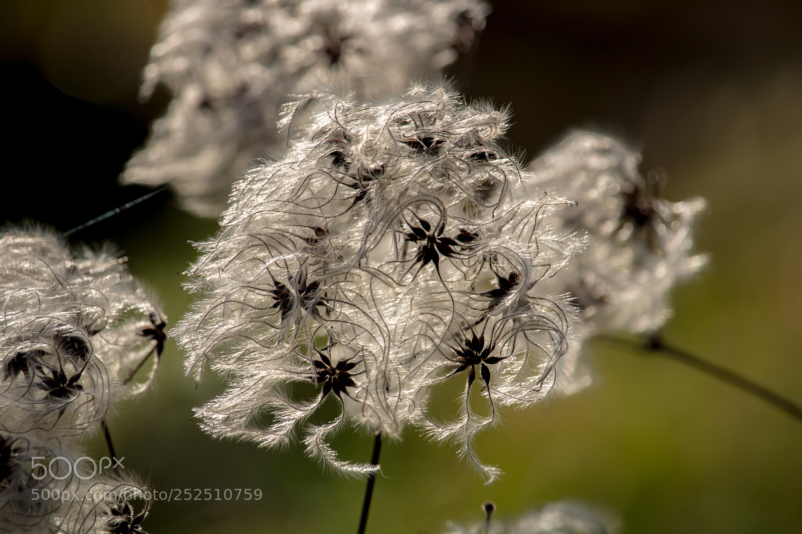 Canon EOS 750D (EOS Rebel T6i / EOS Kiss X8i) sample photo. White flower photography