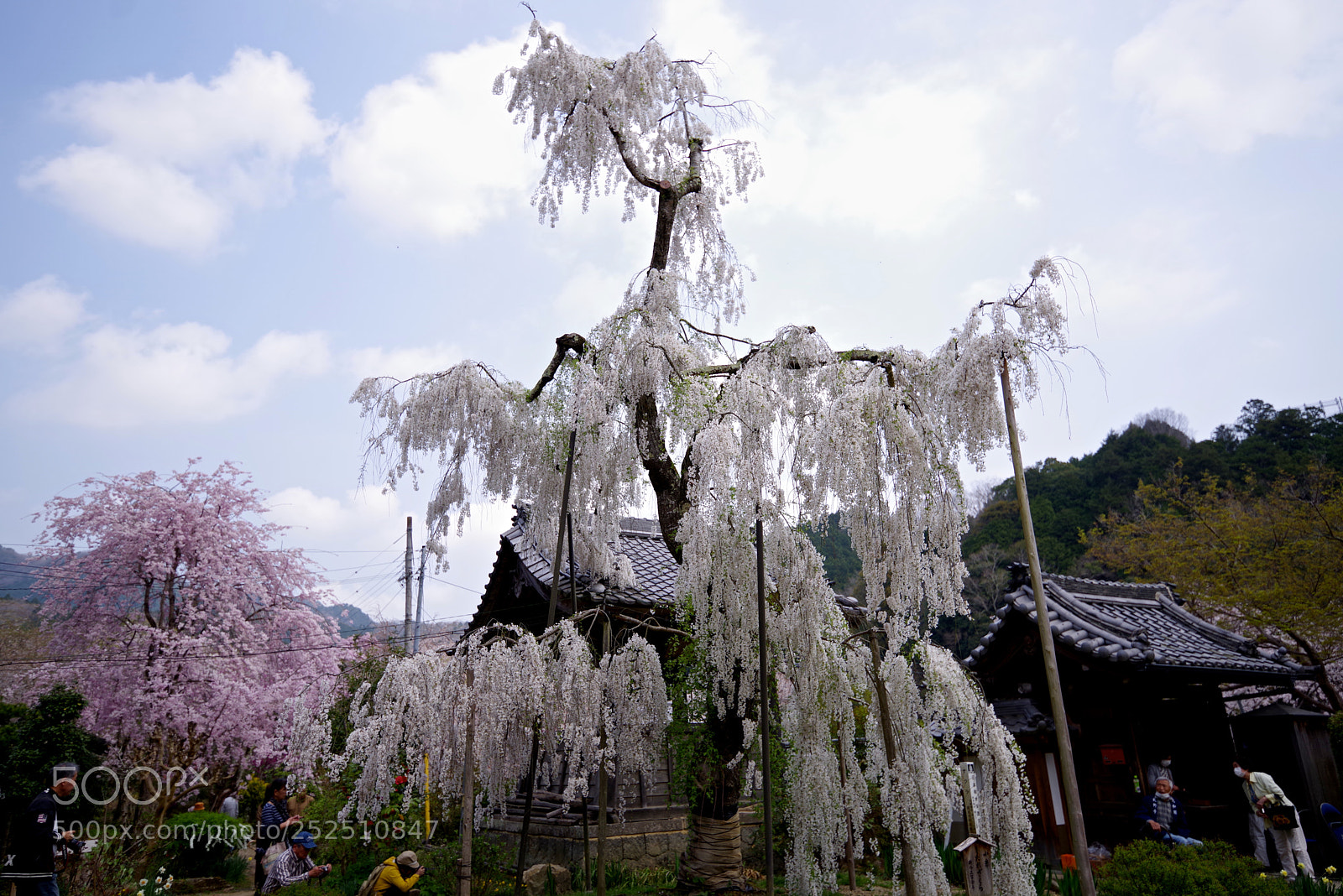 Pentax K-1 sample photo. Old and big cherry photography