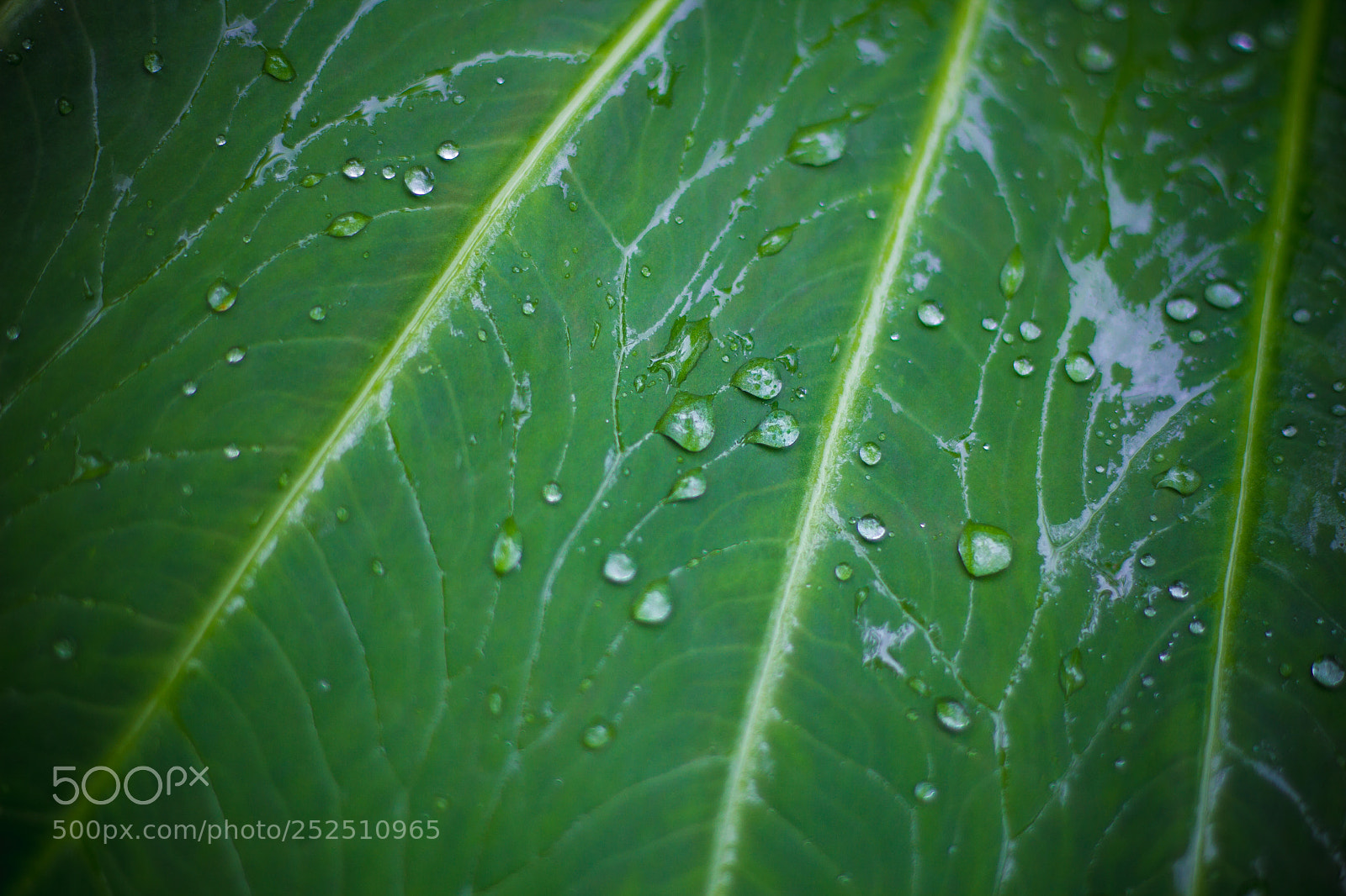 Canon EOS 7D sample photo. Water droplets photography