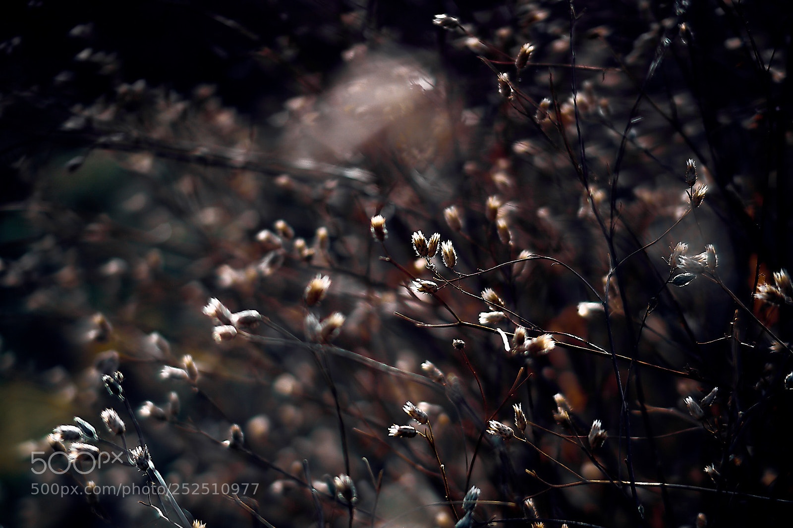Sony ILCA-77M2 sample photo. Clavelillos photography