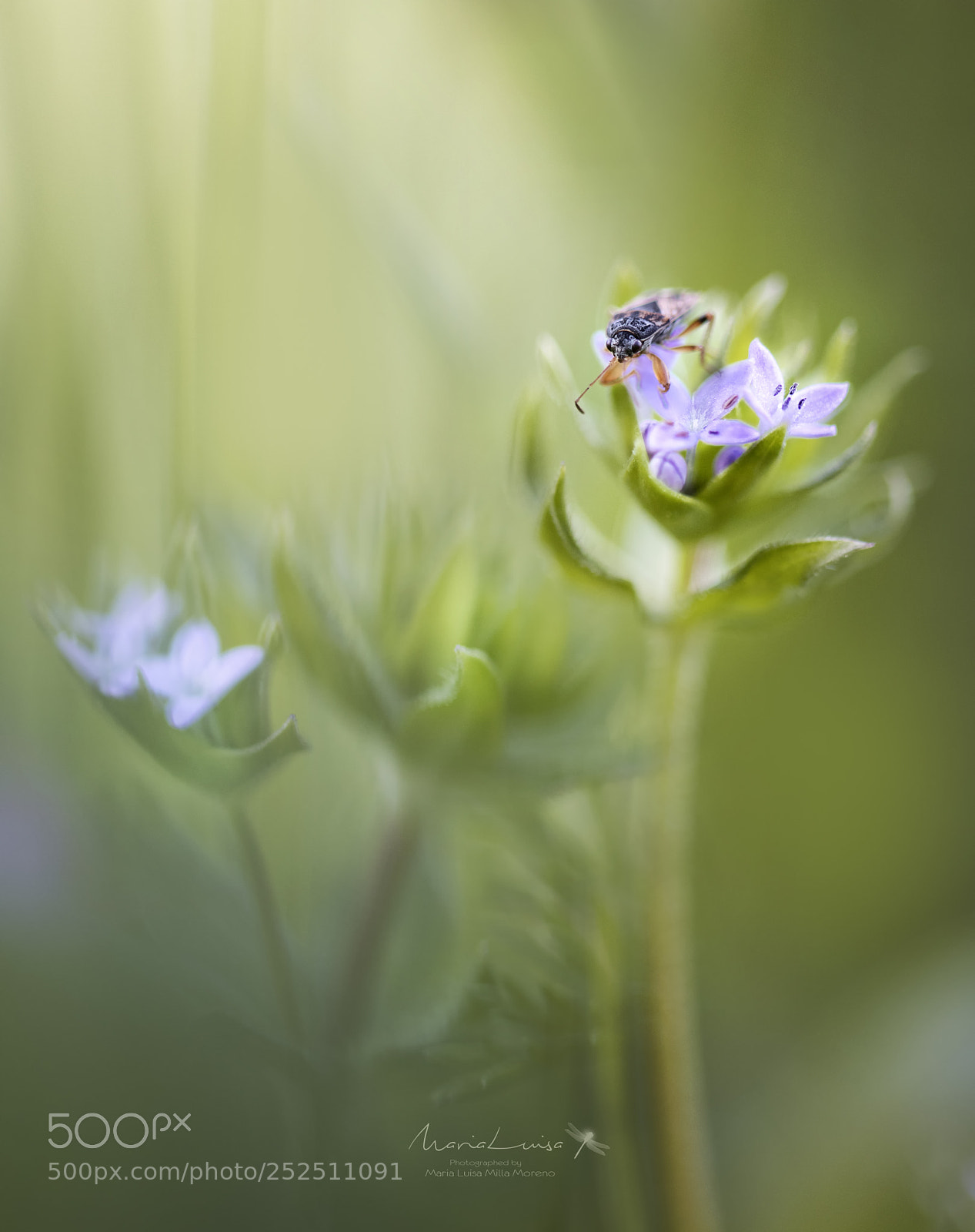 Canon EOS 80D sample photo. Spring again photography