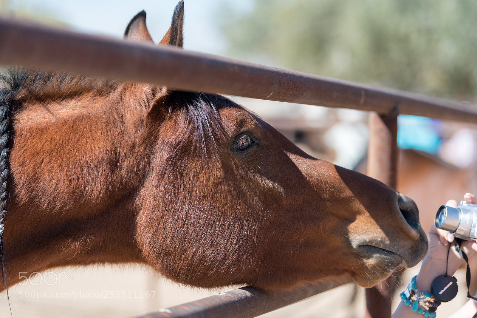 Nikon D850 sample photo. _8500661.jpg photography