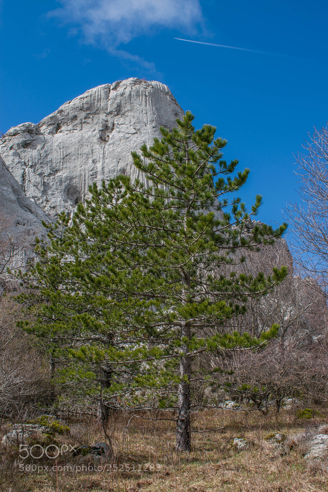 Nikon D5300 sample photo. Pines photography