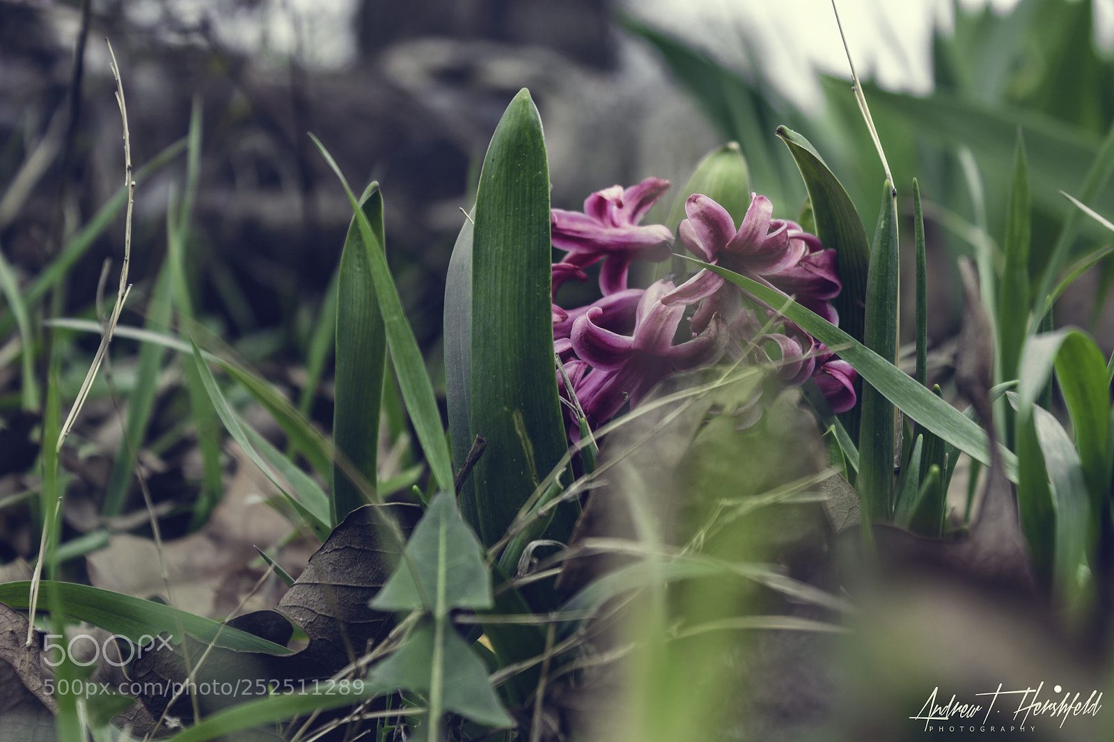Canon EOS 600D (Rebel EOS T3i / EOS Kiss X5) sample photo. Hidden flower photography