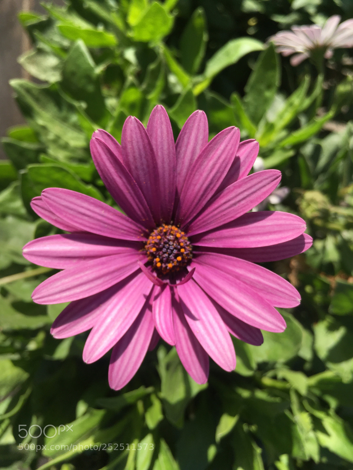 Apple iPhone SE sample photo. Untitled photography