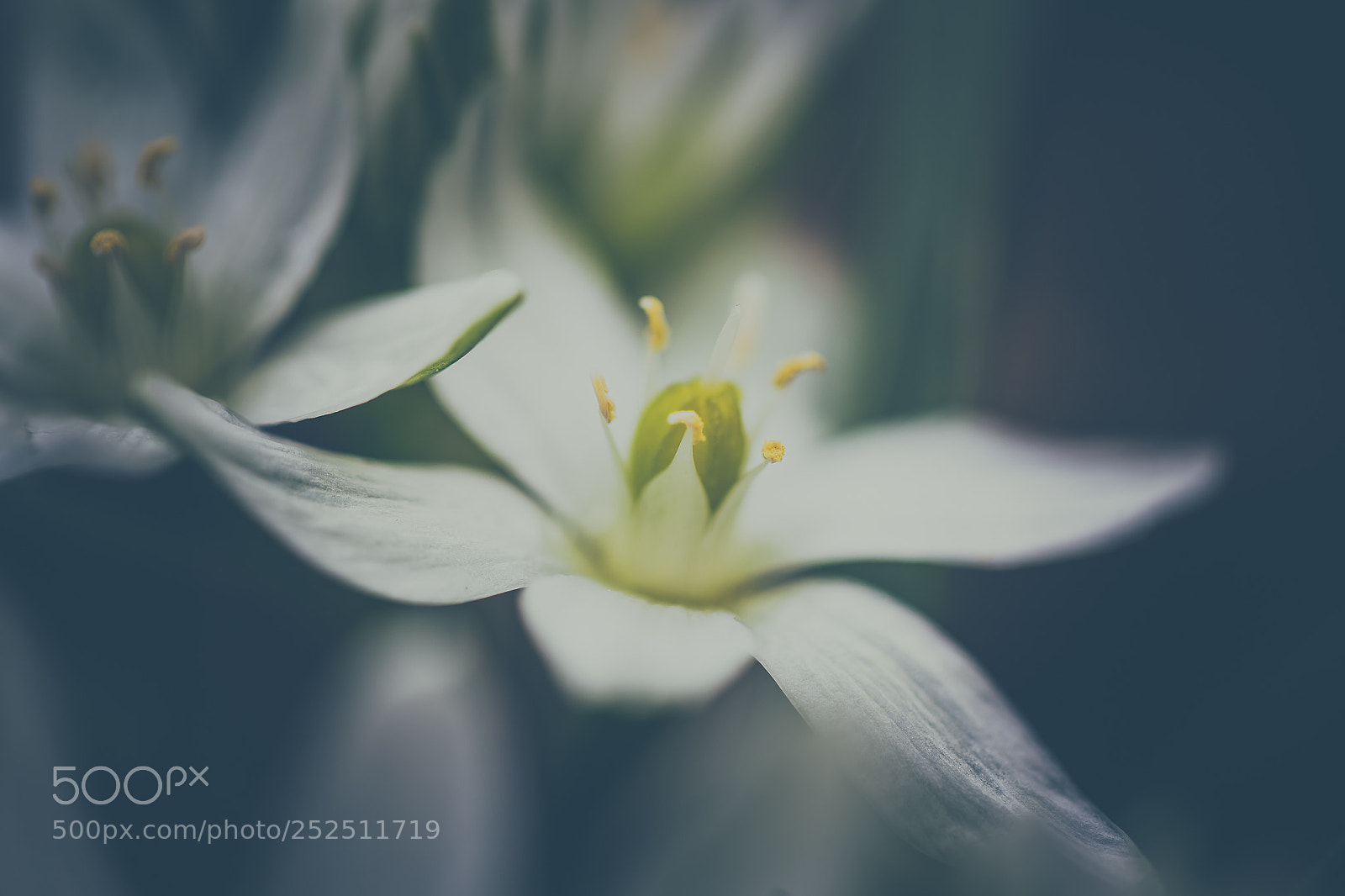 Sony a7 III sample photo. Bloom photography