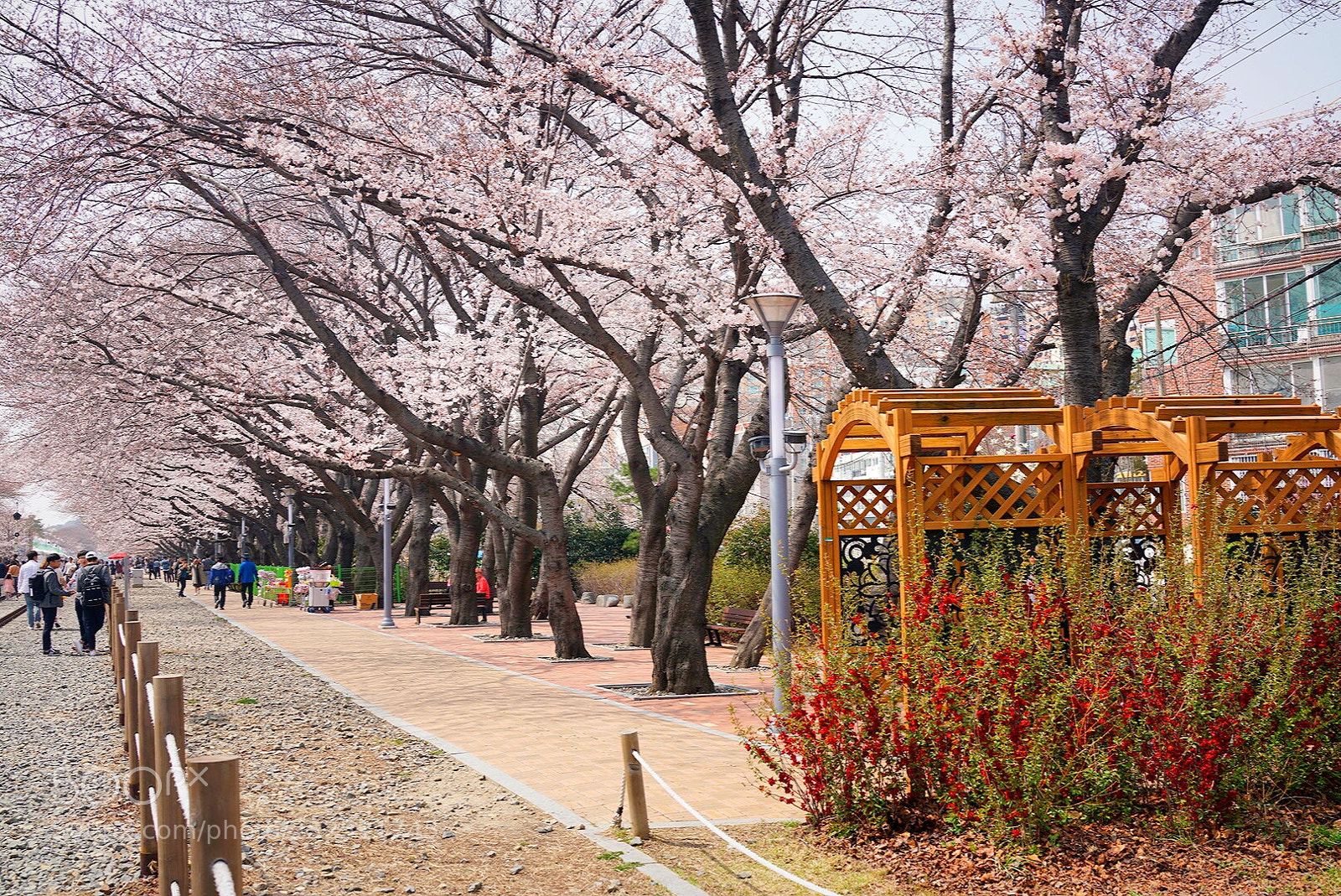 Sony Cyber-shot DSC-RX1R II sample photo. 樱花铁路 photography