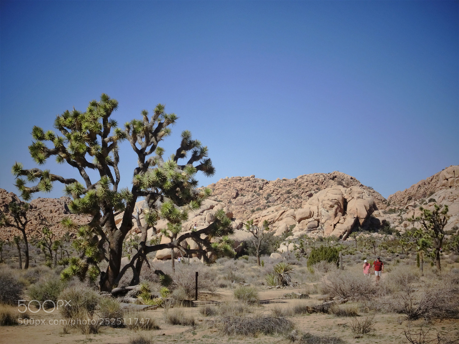 Sony Cyber-shot DSC-HX90V sample photo. Joshua tree national park photography
