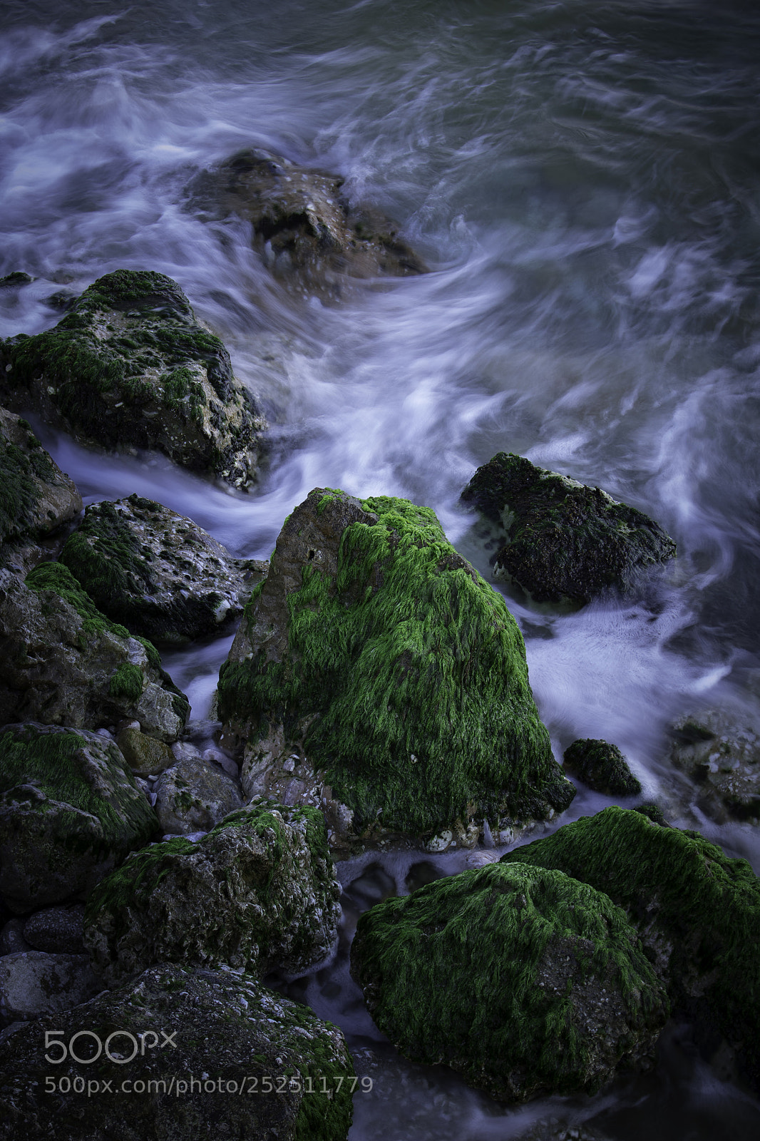 Canon EOS 750D (EOS Rebel T6i / EOS Kiss X8i) sample photo. Algae photography