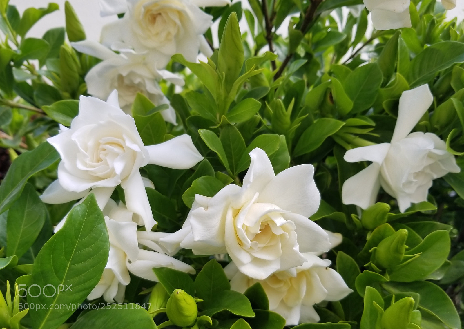 Samsung Galaxy S8 sample photo. Fragrant gardenia tree in photography