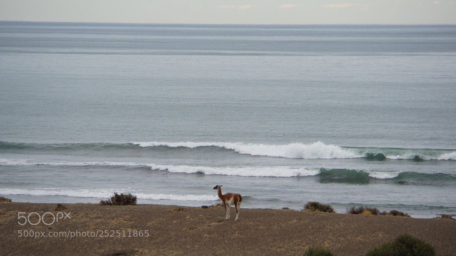Sony a6000 sample photo. Reserva natural punta tombo photography