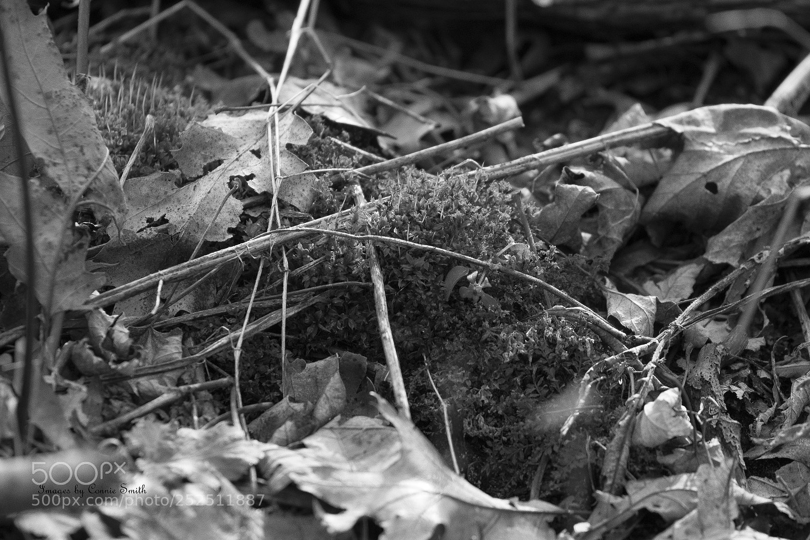 Canon EOS 7D Mark II sample photo. Bandw photography