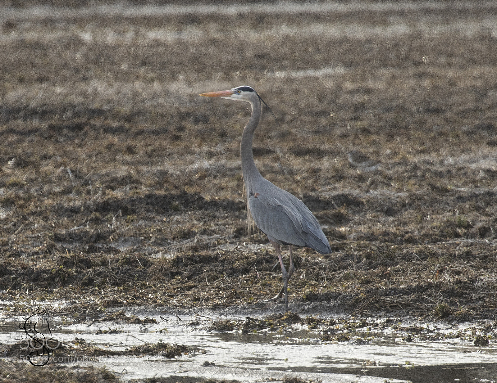 Canon EOS 7D Mark II sample photo. Blue heron photography