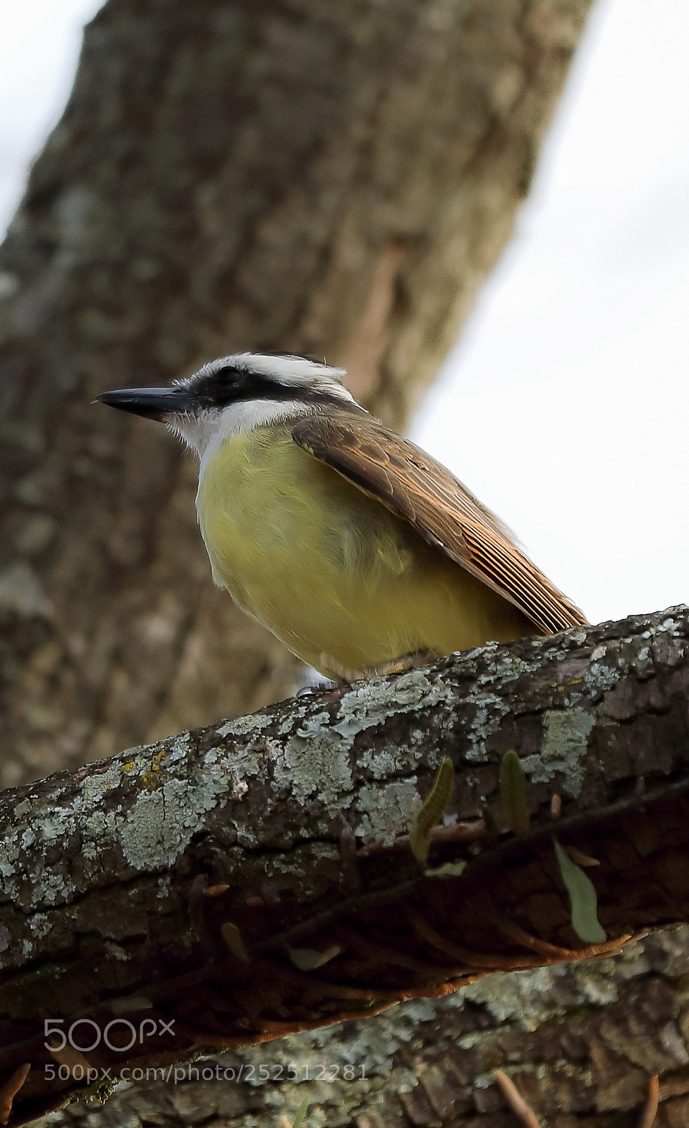 Canon EOS 5D Mark IV sample photo. Nature vibes | birds  photography