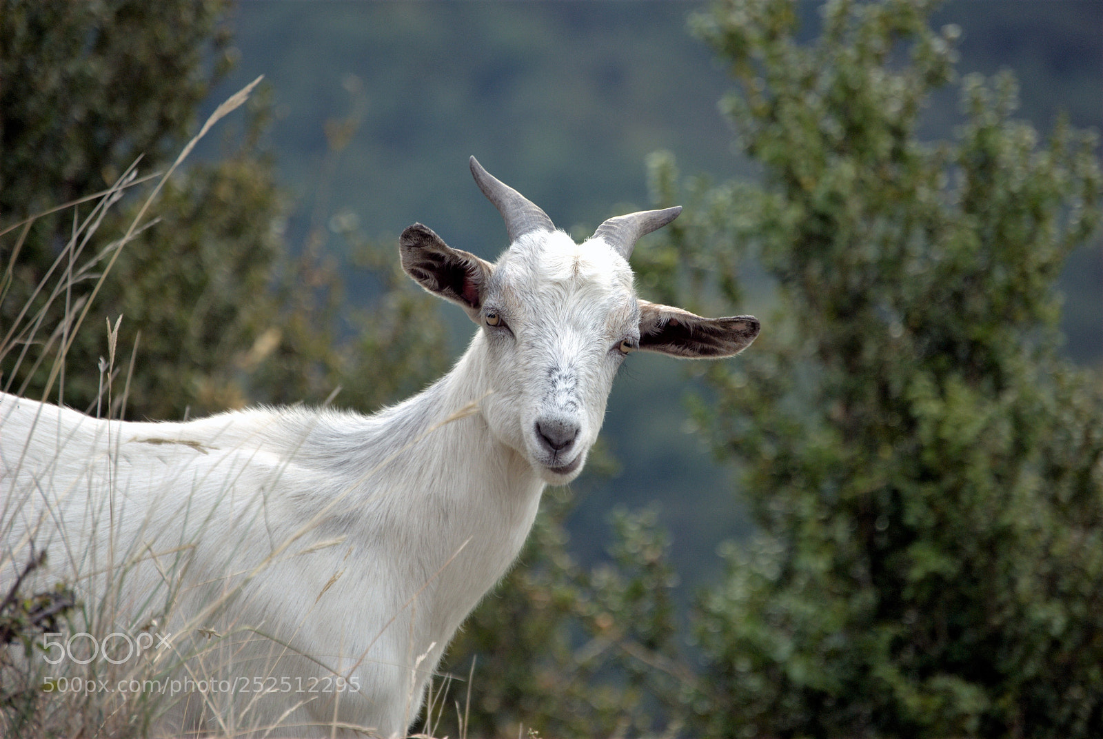 Nikon D60 sample photo. Untitled photography