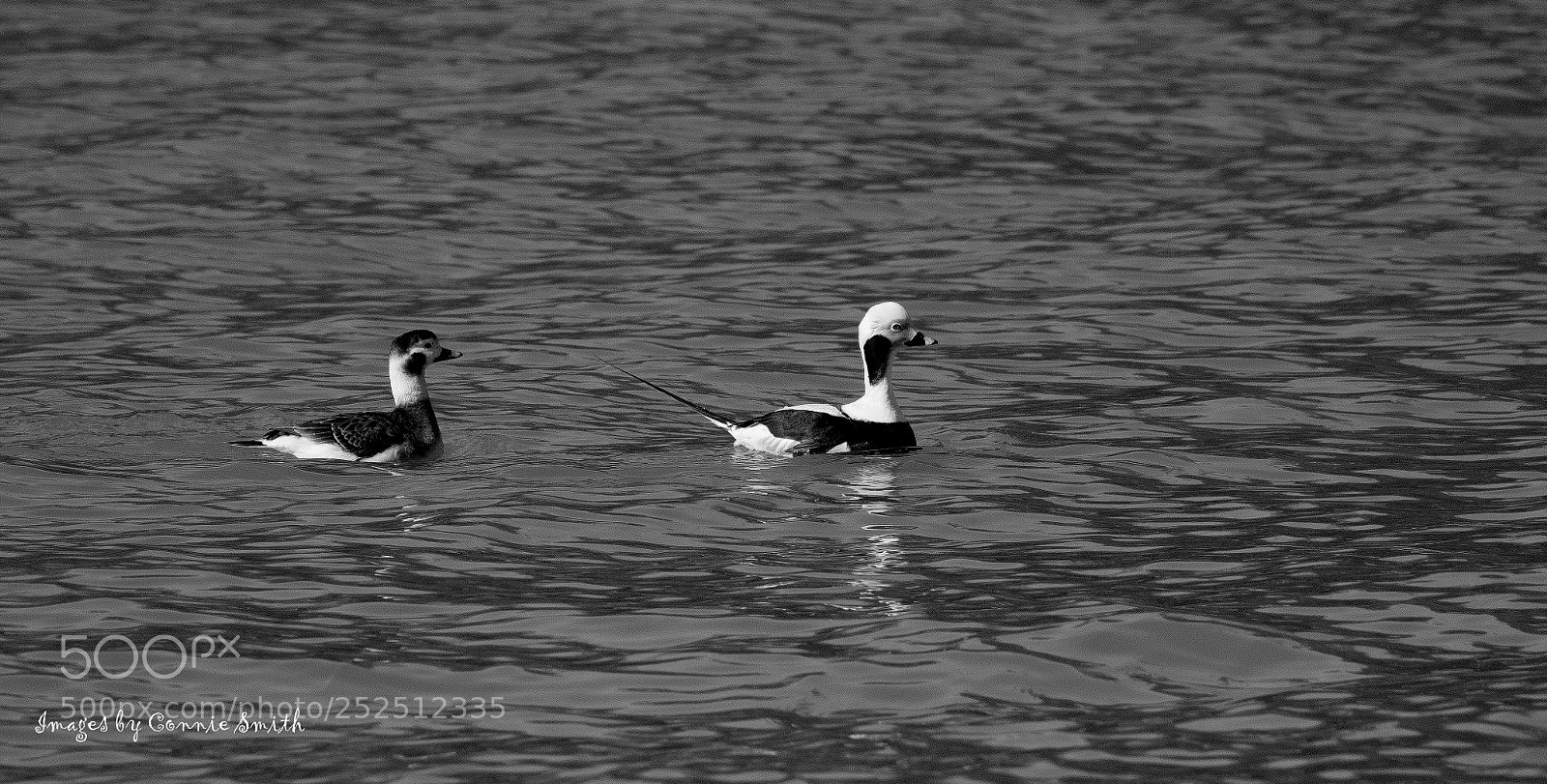 Canon EOS 7D Mark II sample photo. Fifty point ducks photography