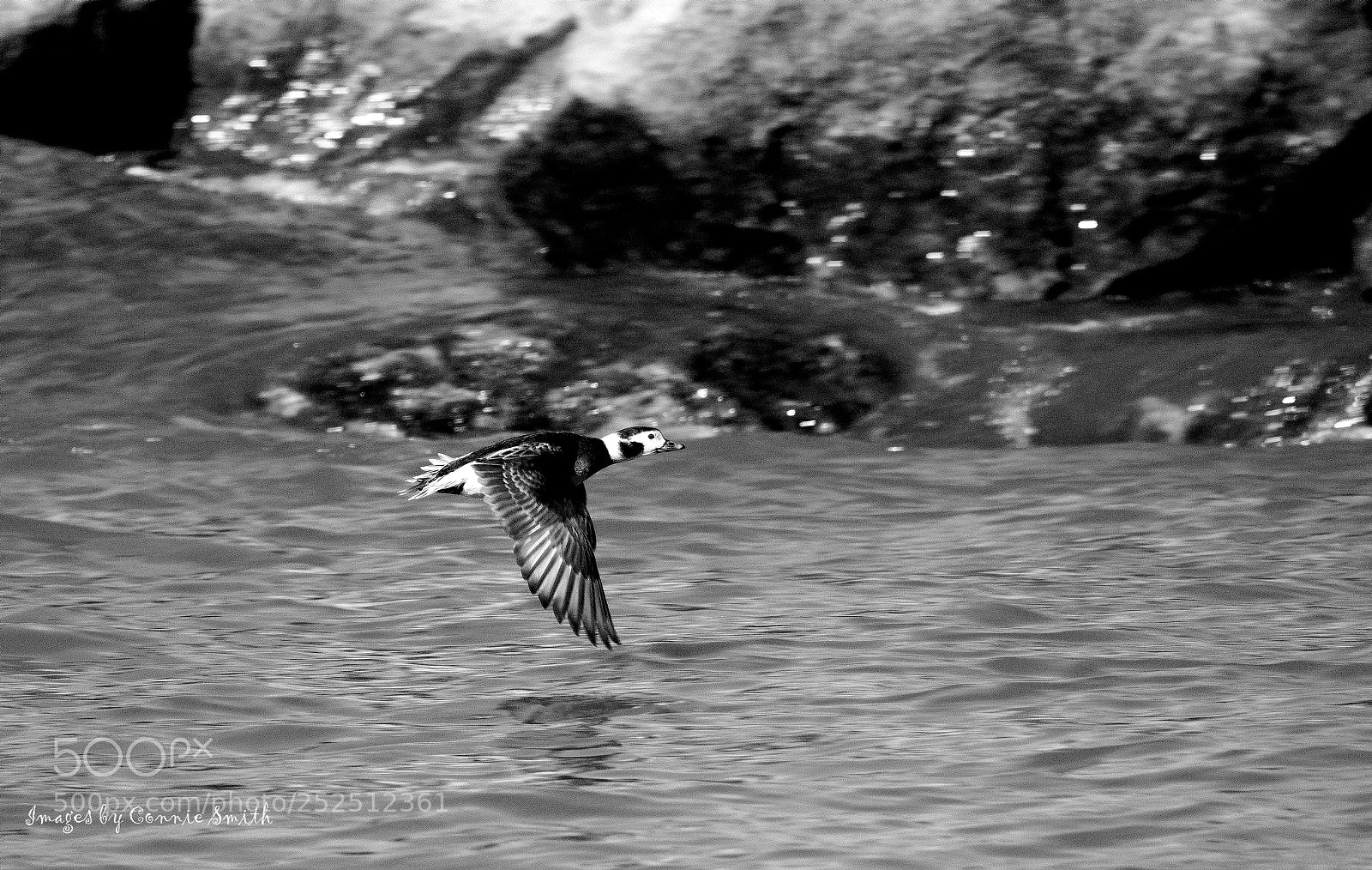 Canon EOS 7D Mark II sample photo. Fifty point flying duck photography