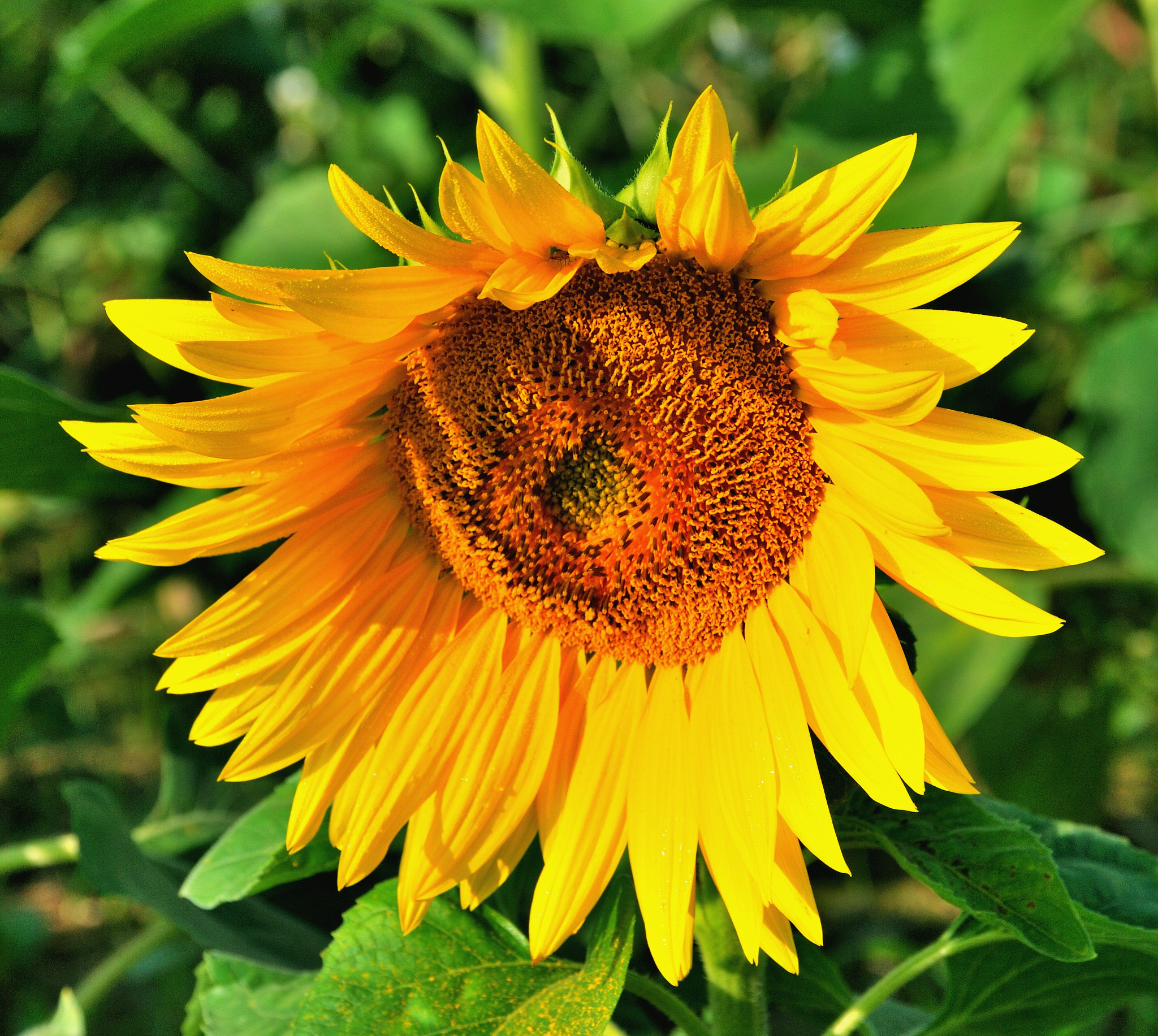 Nikon D60 sample photo