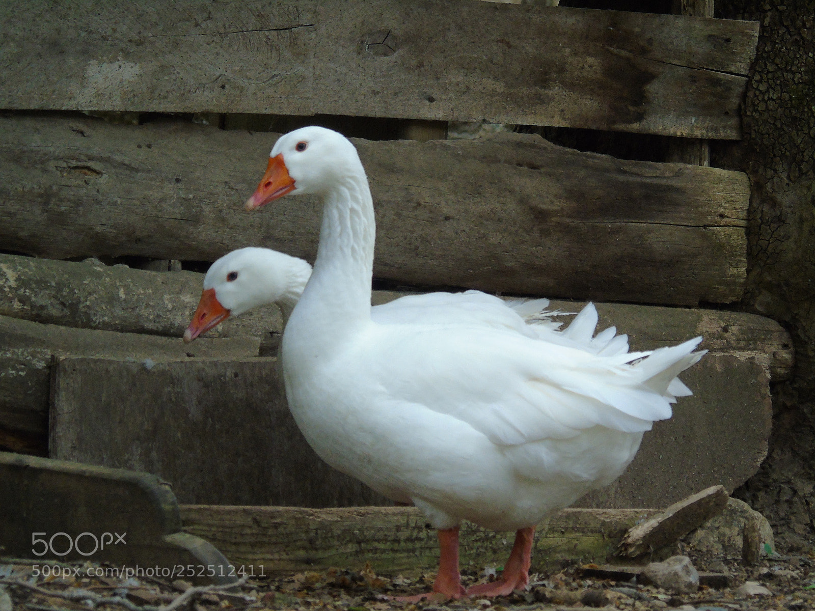 Sony Cyber-shot DSC-H400 sample photo. Dsc photography