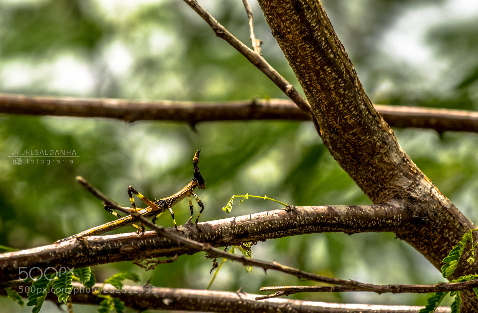 Nikon D5300 sample photo. Mané mago photography