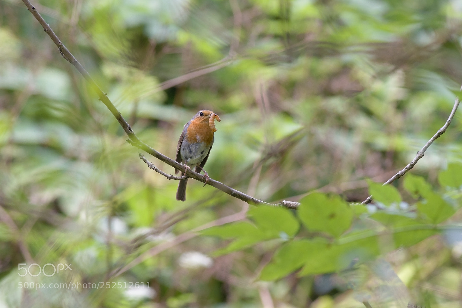 Canon EOS 7D sample photo. Robin photography