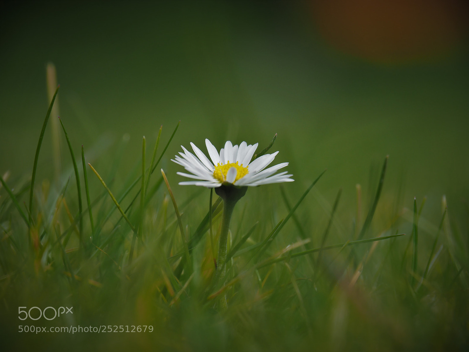 Olympus OM-D E-M5 II sample photo. Daisy on the lawn photography