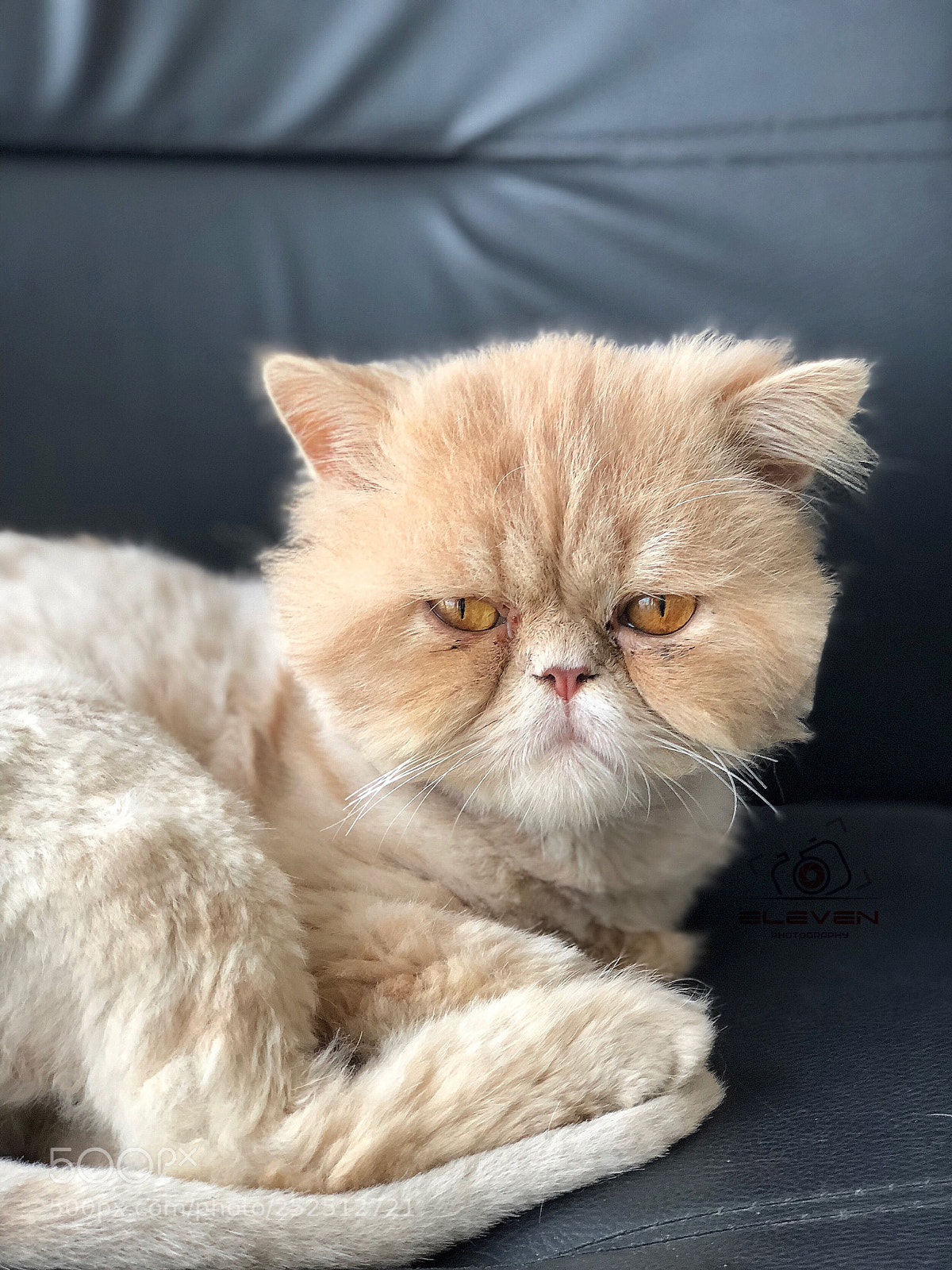 Apple iPhone 8 Plus sample photo. Untitled photography
