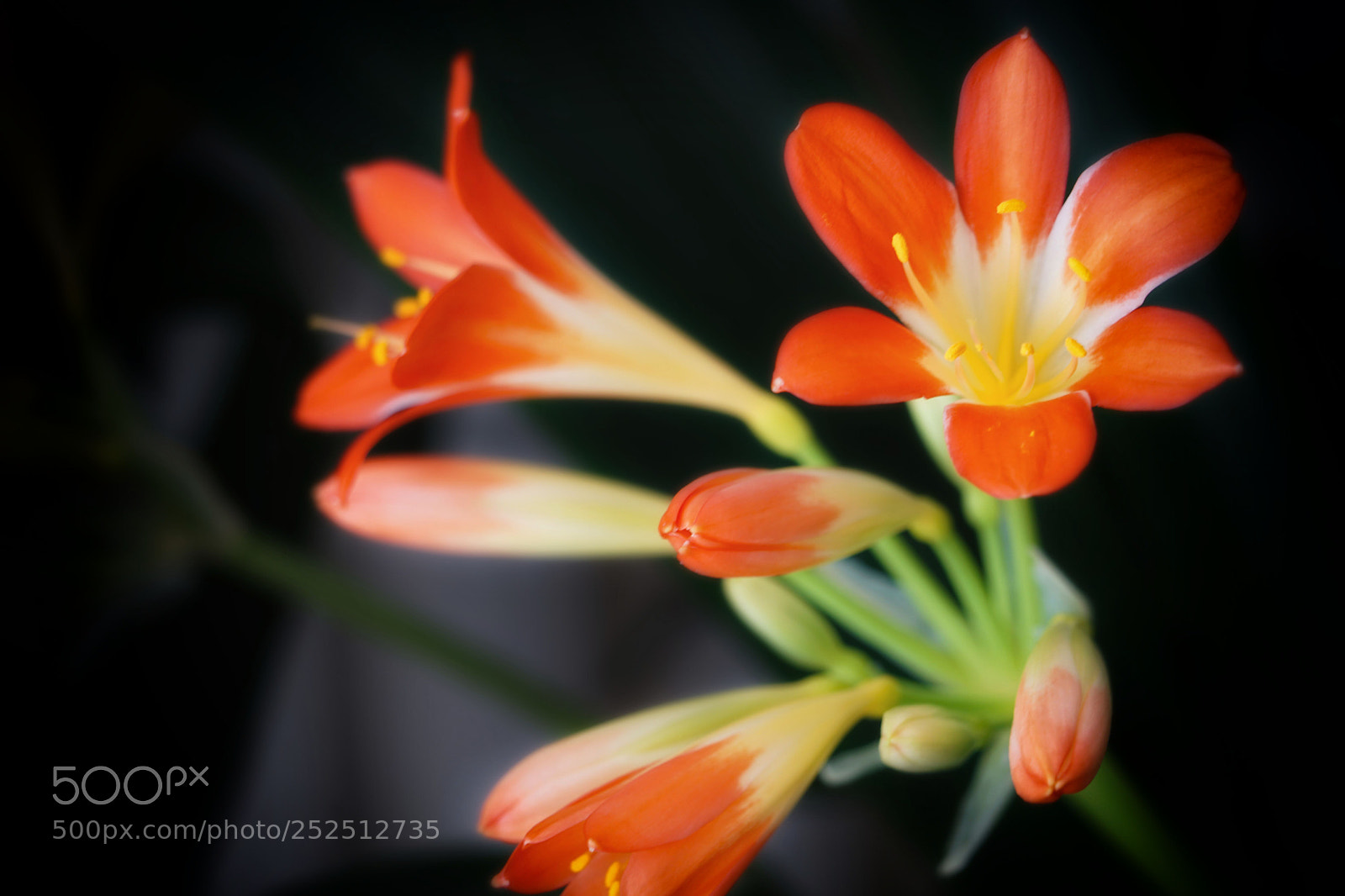 Sony a7 II sample photo. Kaffir lily photography