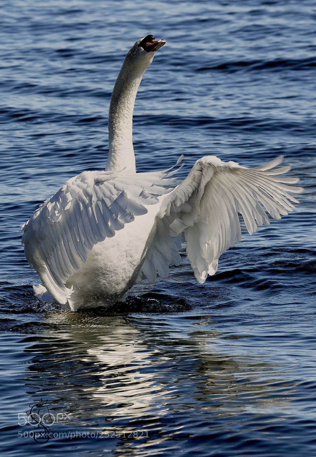 Canon EOS 7D Mark II sample photo. Swan flapping wings photography